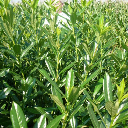 60-90cm Pot Grown Cherry Laurel Prunus laurocerasus Caucasica Hedge | ScotPlants Direct